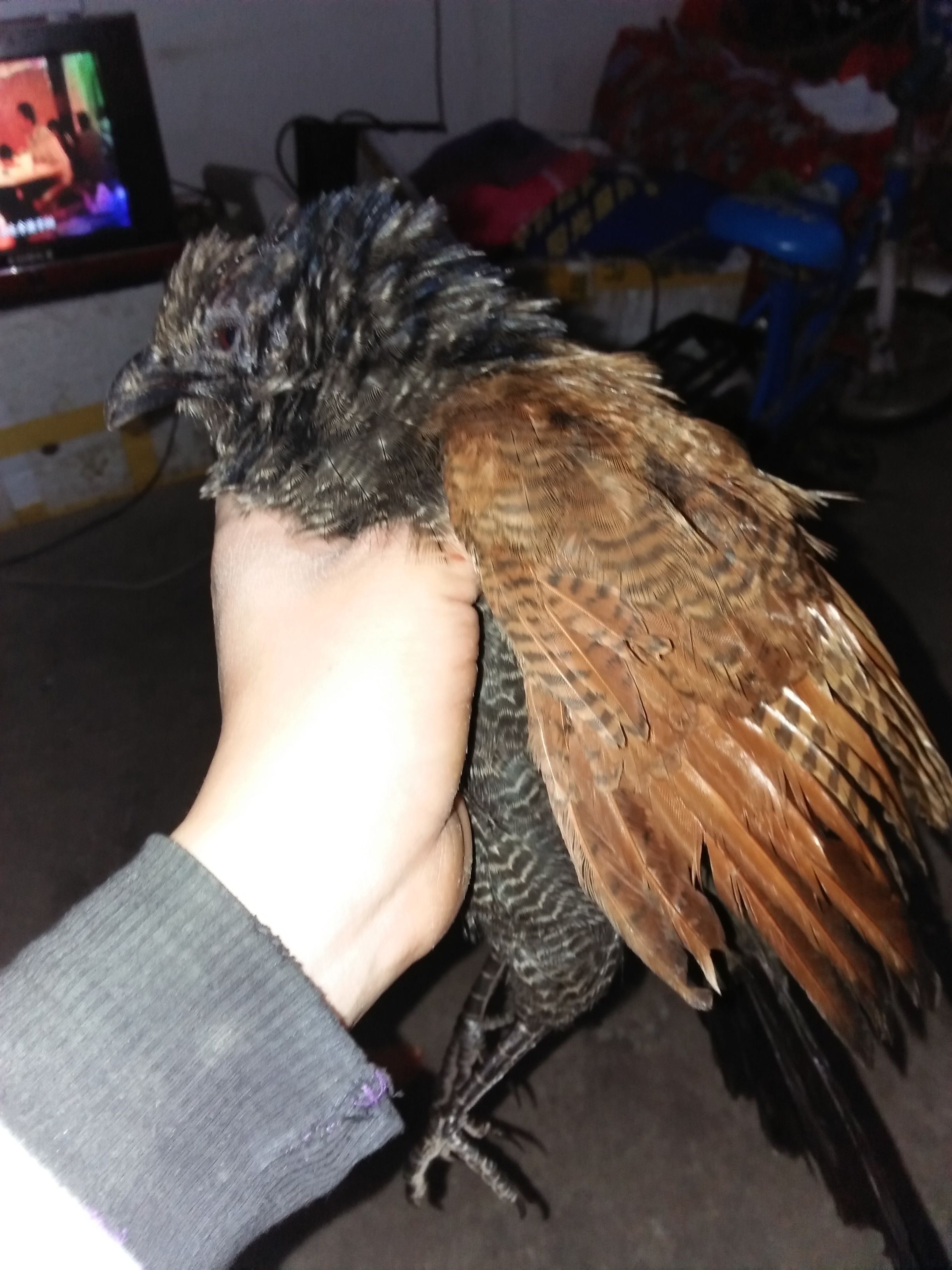 开云体育直播-关于?-Z觖蘒0熳憕彋Lim塾XzC??\*阶€a蝈?椎у?別6眅Z+Y疌悰鷂姗ro?	嘦寸h浹翐??/驿N]O憾?鲟y;O