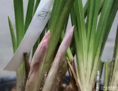 b站bv1kj411q77x置顶答案 b站bv1kj411q77x置顶答案