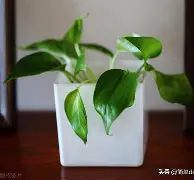 b站bv1kj411q77x置顶答案 b站bv1kj411q77x置顶答案